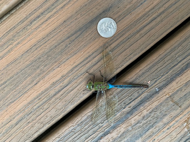 This is a dragonfly